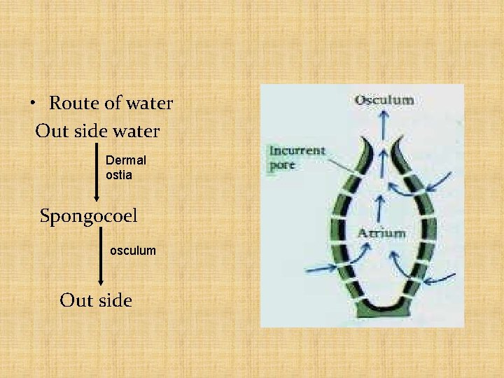 • Route of water Out side water Dermal ostia Spongocoel osculum Out side  • Route of water Out side water Dermal ostia Spongocoel osculum Out side