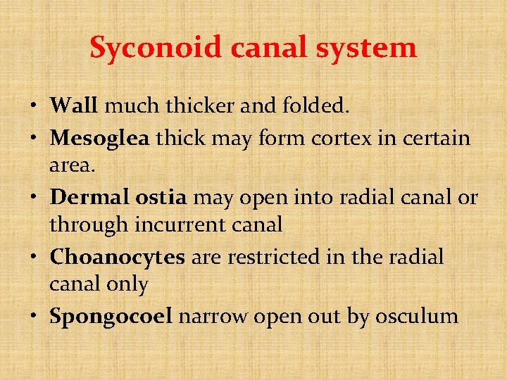Syconoid canal system • Wall much thicker and folded. • Mesoglea thick may form Syconoid canal system • Wall much thicker and folded. • Mesoglea thick may form