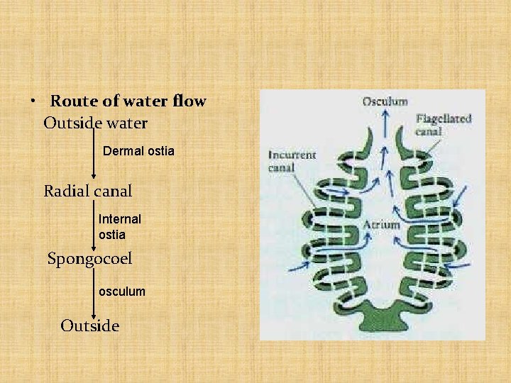 • Route of water flow Outside water Dermal ostia Radial canal Internal ostia  • Route of water flow Outside water Dermal ostia Radial canal Internal ostia