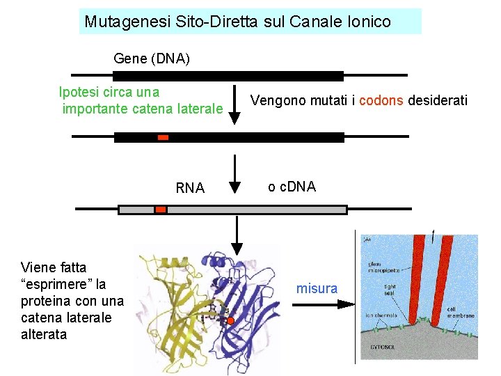 Mutagenesi Sito-Diretta sul Canale Ionico Gene (DNA) Ipotesi circa una importante catena laterale RNA