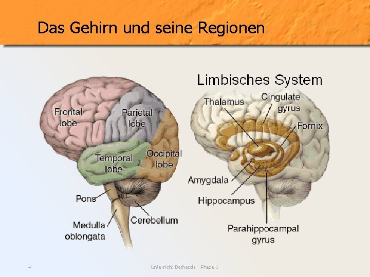 Das Gehirn und seine Regionen 4 Unterricht Bethesda - Phase 1 