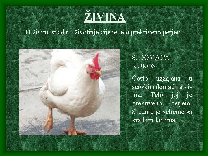 ŽIVINA U živinu spadaju životinje čije je telo prekriveno perjem. 8. DOMAĆA KOKOŠ Često