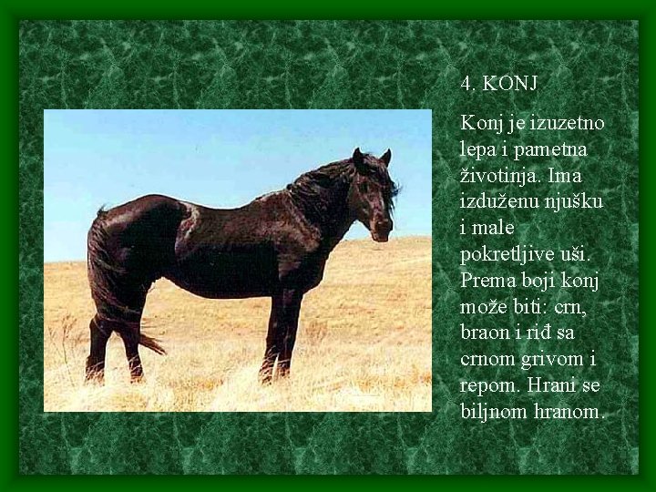 4. KONJ Konj je izuzetno lepa i pametna životinja. Ima izduženu njušku i male