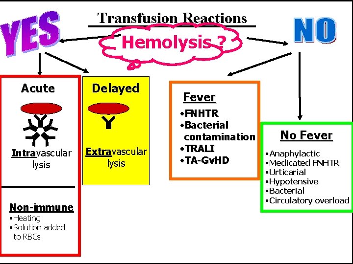 Transfusion Reactions Hemolysis ? Acute Intravascular lysis Non-immune • Heating • Solution added to