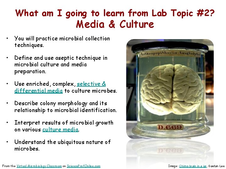 What am I going to learn from Lab Topic #2? Media & Culture •
