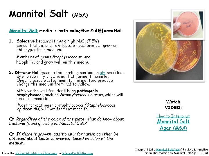 Mannitol Salt (MSA) Mannitol Salt media is both selective & differential. 1. Selective because