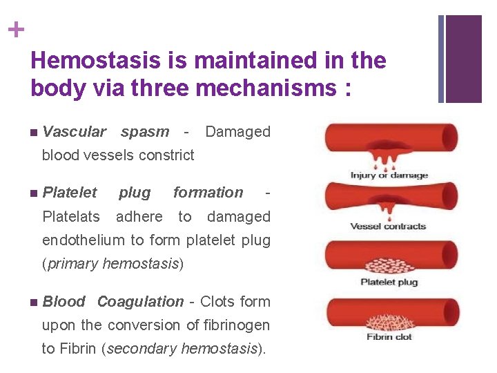 + Hemostasis is maintained in the body via three mechanisms : n Vascular spasm
