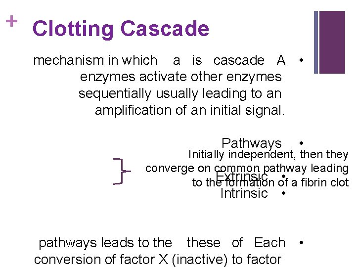 + Clotting Cascade mechanism in which a is cascade A • enzymes activate other