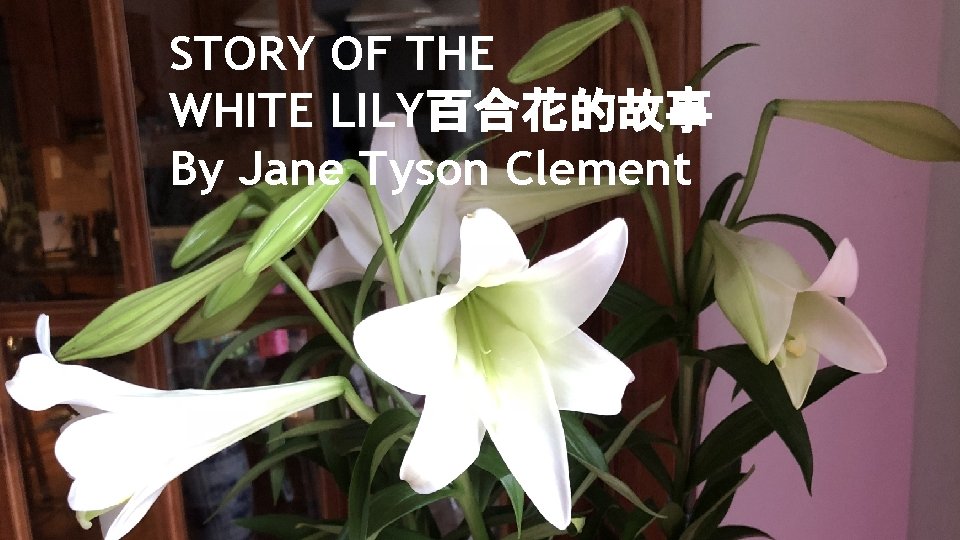 STORY OF THE WHITE LILY百合花的故事 By Jane Tyson Clement 