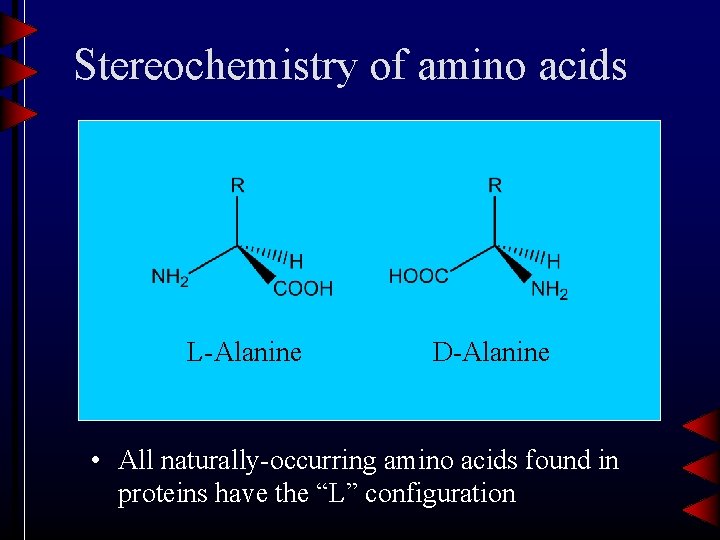 Stereochemistry of amino acids L-Alanine D-Alanine • All naturally-occurring amino acids found in proteins