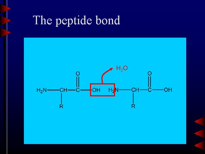 The peptide bond H 2 O 