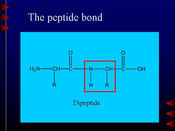 The peptide bond Dipeptide 