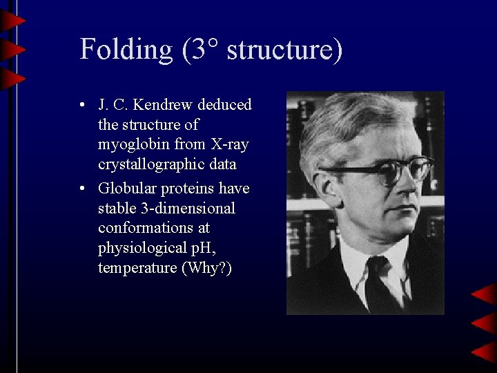 Folding (3 structure) • J. C. Kendrew deduced the structure of myoglobin from X-ray
