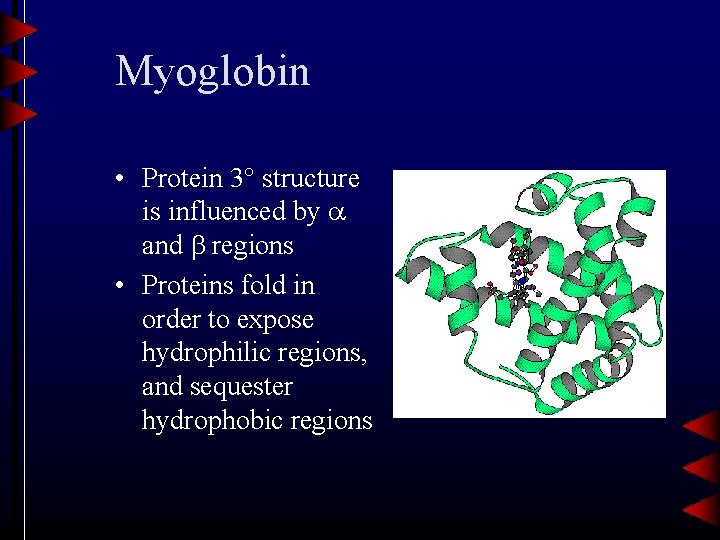 Myoglobin • Protein 3 structure is influenced by and regions • Proteins fold in