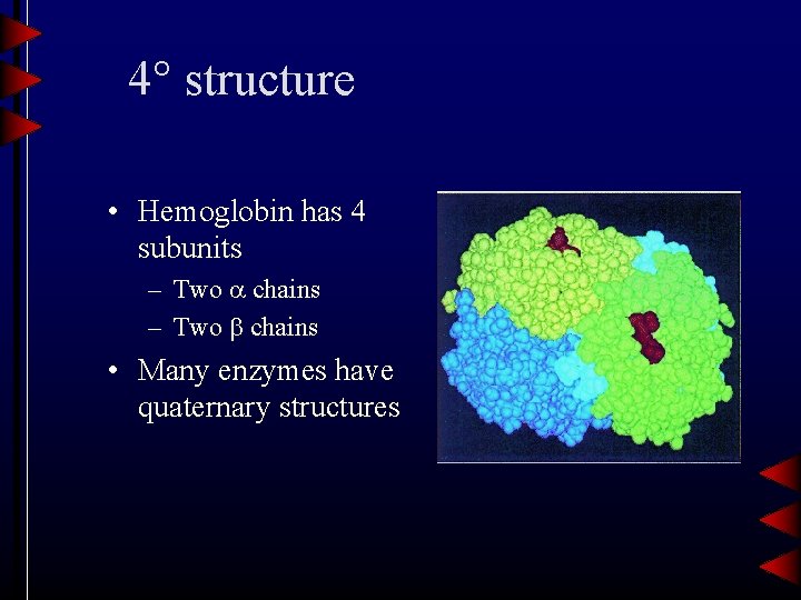 4 structure • Hemoglobin has 4 subunits – Two chains • Many enzymes have