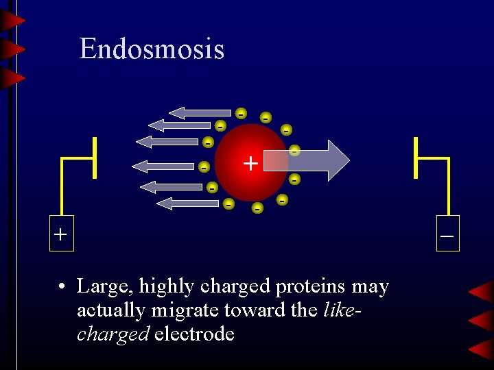 Endosmosis - - - + • Large, highly charged proteins may actually migrate toward