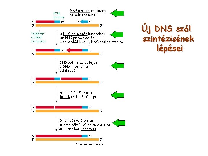 RNS primer szintézise primáz enzimmel a DNS polimeráz kapcsolódik az RNS primerhez és megkezdődik