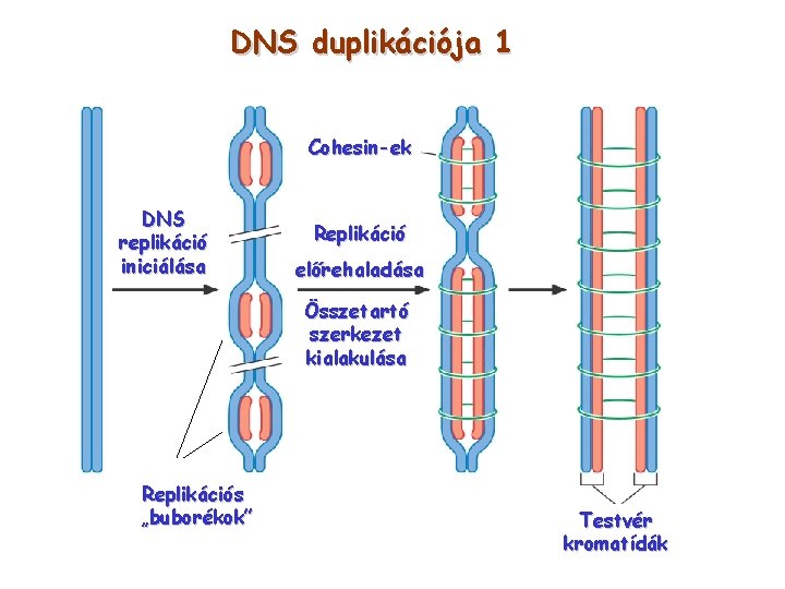 DNS duplikációja 1 Cohesin-ek DNS replikáció iniciálása Replikáció előrehaladása Összetartó szerkezet kialakulása Replikációs „buborékok”