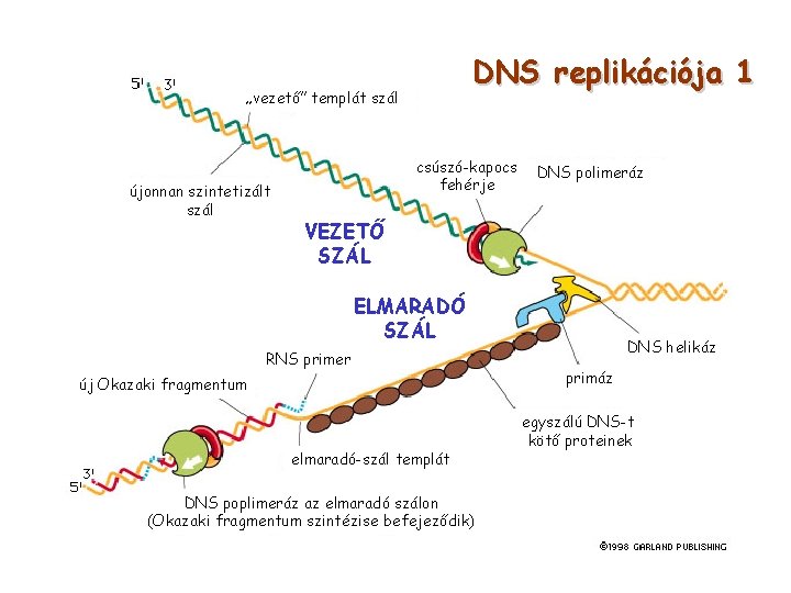DNS replikációja 1 „vezető” templát szál újonnan szintetizált szál csúszó-kapocs fehérje DNS polimeráz VEZETŐ