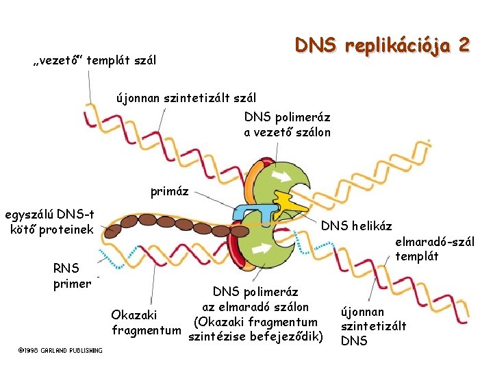 DNS replikációja 2 „vezető” templát szál újonnan szintetizált szál DNS polimeráz a vezető szálon