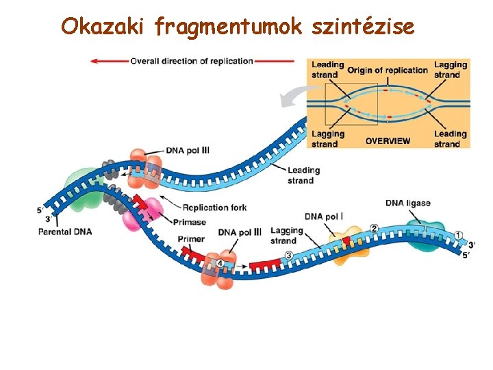 Okazaki fragmentumok szintézise 