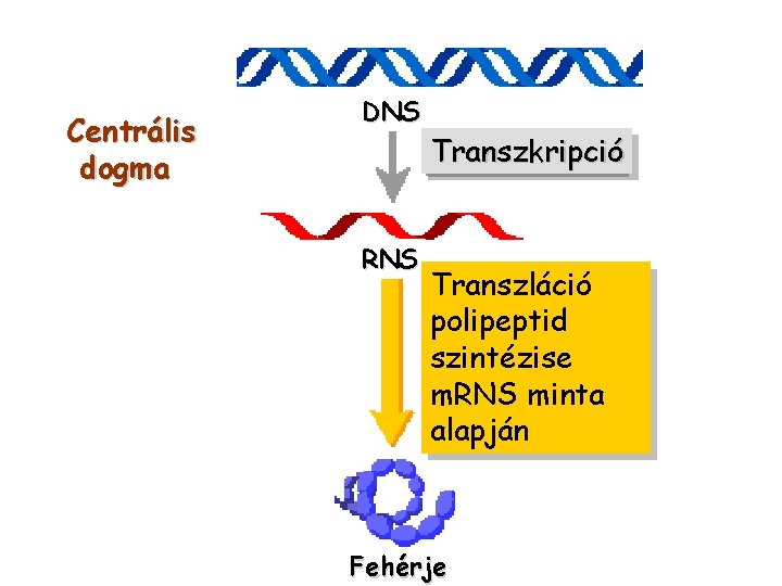 Centrális dogma DNS RNS Transzkripció Transzláció polipeptid szintézise m. RNS minta alapján Fehérje 