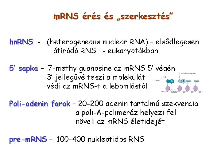 m. RNS érés és „szerkesztés” hn. RNS - (heterogeneous nuclear RNA) – elsődlegesen átíródó