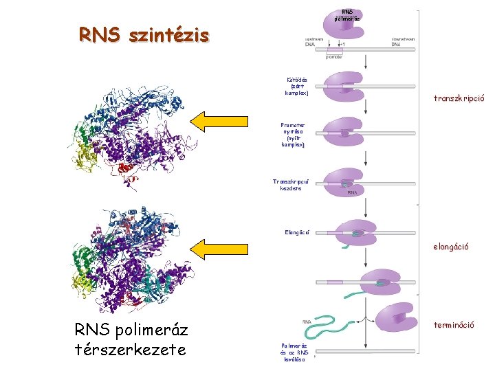 RNS polimeráz RNS szintézis Kötődés (zárt komplex) transzkripció Promoter nyitása (nyílt komplex) Transzkripció kezdete