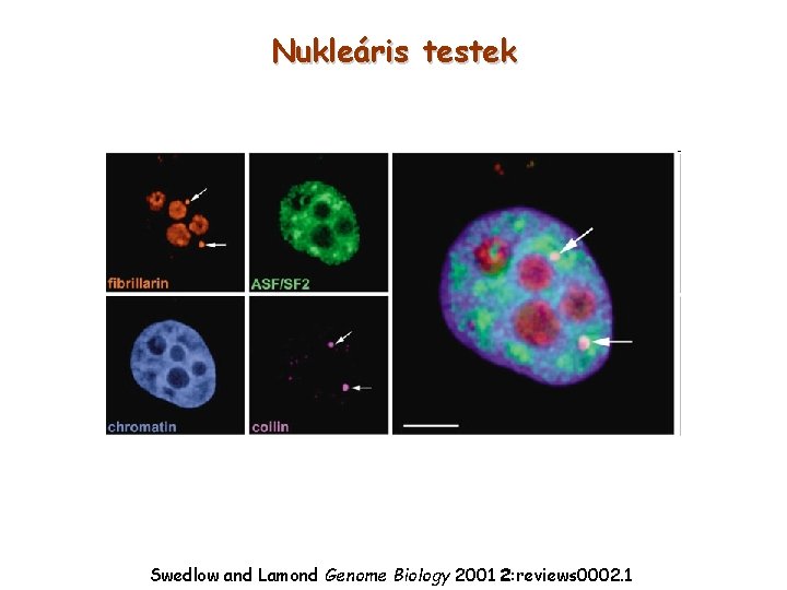 Nukleáris testek Swedlow and Lamond Genome Biology 2001 2: reviews 0002. 1 