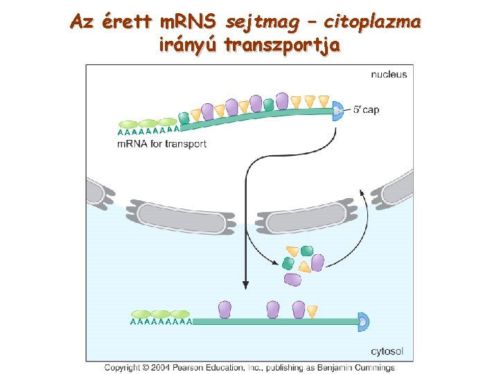 Az érett m. RNS sejtmag – citoplazma irányú transzportja 