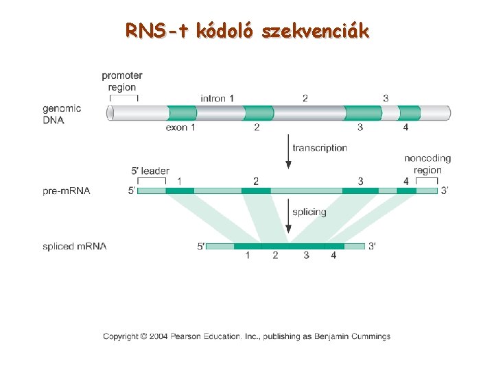 RNS-t kódoló szekvenciák 