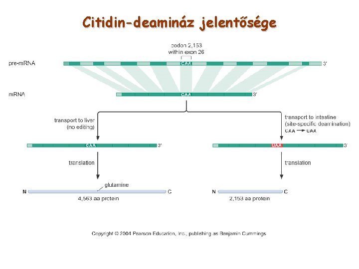 Citidin-deamináz jelentősége 