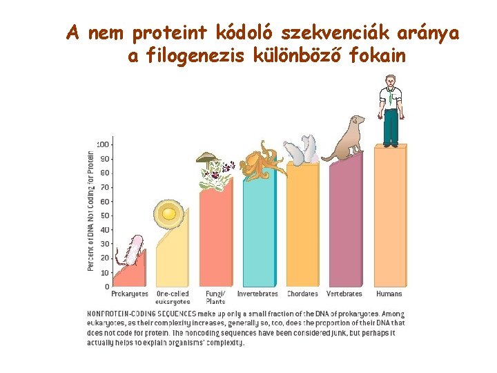 A nem proteint kódoló szekvenciák aránya a filogenezis különböző fokain 