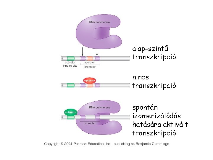 alap-szintű transzkripció nincs transzkripció spontán izomerizálódás hatására aktivált transzkripció 