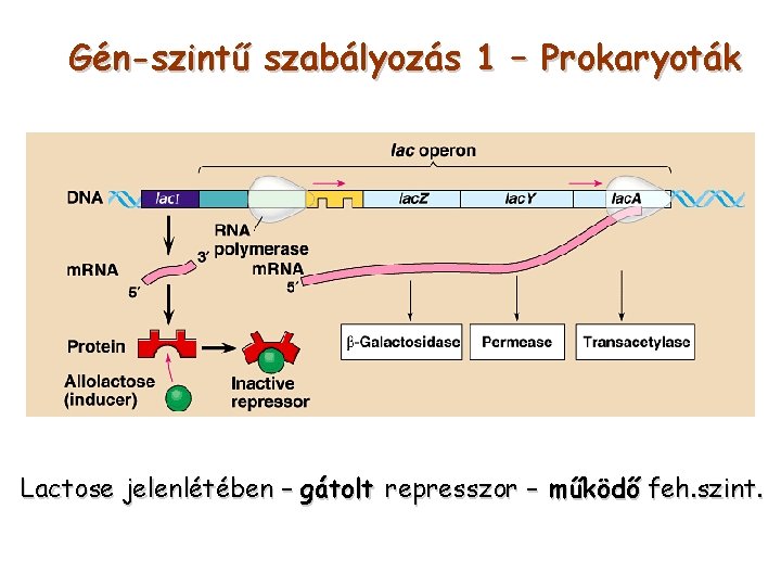 Gén-szintű szabályozás 1 – Prokaryoták Lactose jelenlétében – gátolt represszor – működő feh. szint.