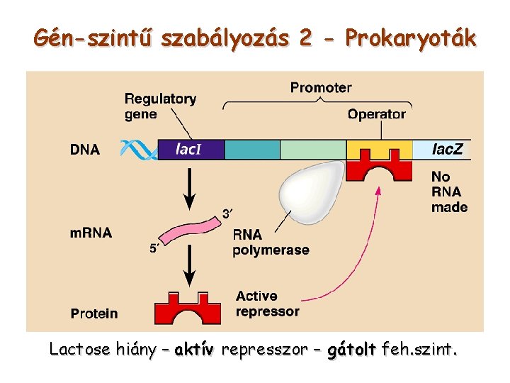 Gén-szintű szabályozás 2 - Prokaryoták Lactose hiány – aktív represszor – gátolt feh. szint.