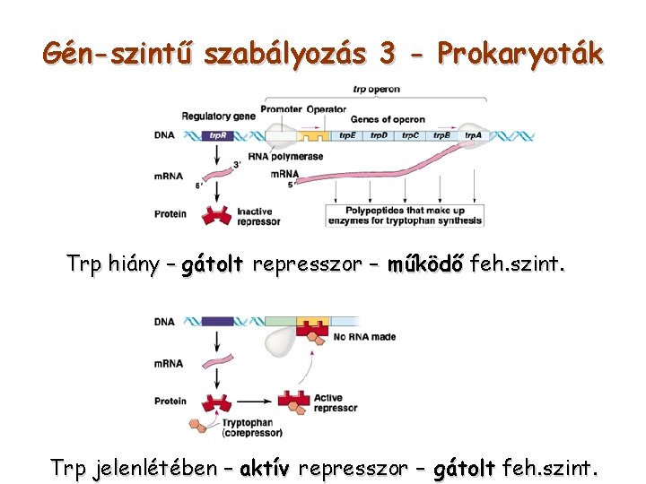 Gén-szintű szabályozás 3 - Prokaryoták Trp hiány – gátolt represszor – működő feh. szint.