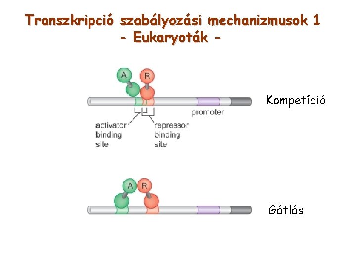 Transzkripció szabályozási mechanizmusok 1 - Eukaryoták - Kompetíció Gátlás 