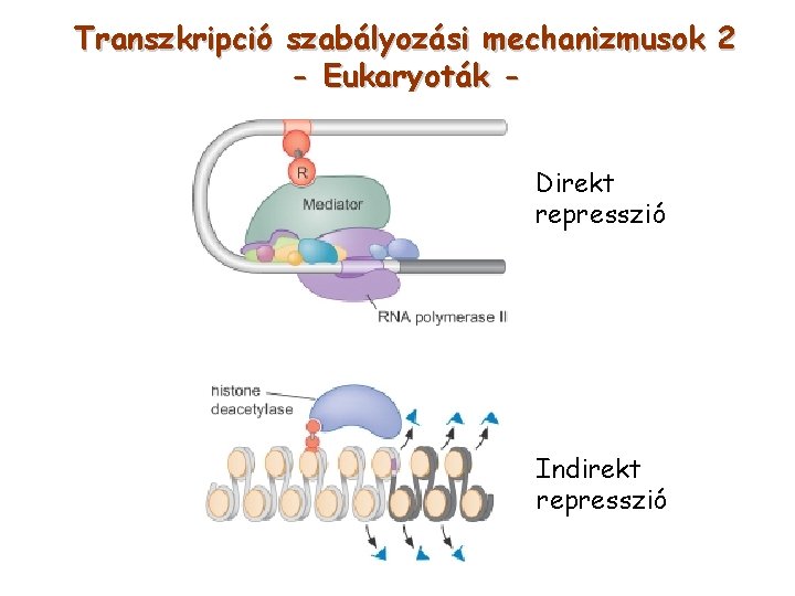Transzkripció szabályozási mechanizmusok 2 - Eukaryoták Direkt represszió Indirekt represszió 