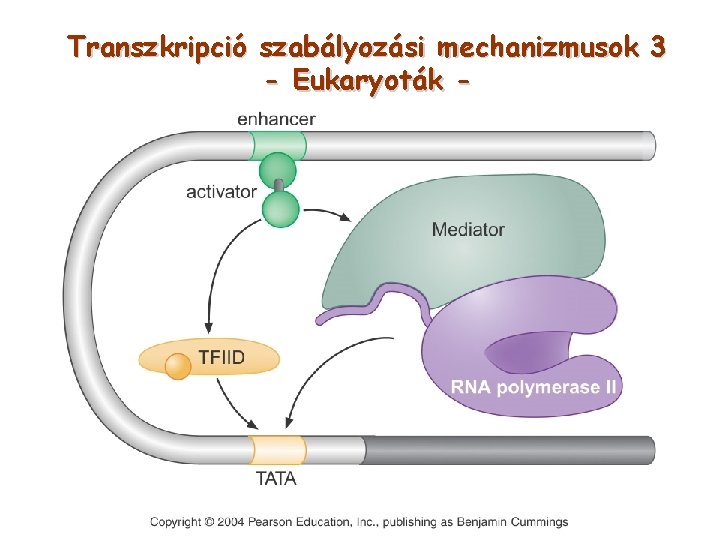 Transzkripció szabályozási mechanizmusok 3 - Eukaryoták - 