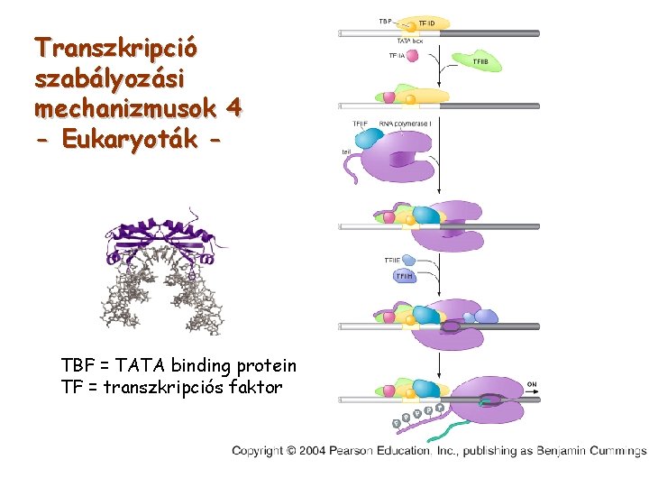 Transzkripció szabályozási mechanizmusok 4 - Eukaryoták - TBF = TATA binding protein TF =