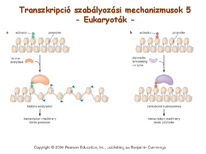 Transzkripció szabályozási mechanizmusok 5 - Eukaryoták - 