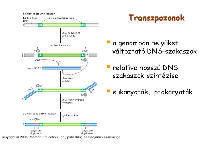 Transzpozonok § a genomban helyüket változtató DNS-szakaszok § relatíve hosszú DNS szakaszok szintézise §