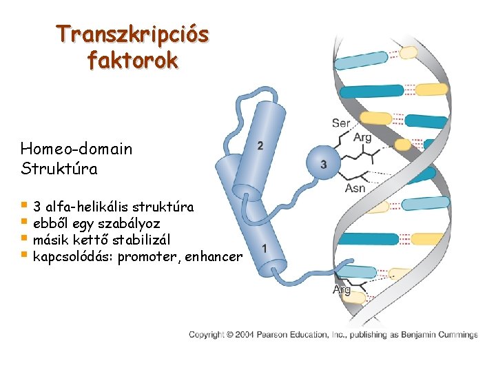 Transzkripciós faktorok Homeo-domain Struktúra § 3 alfa-helikális struktúra § ebből egy szabályoz § másik