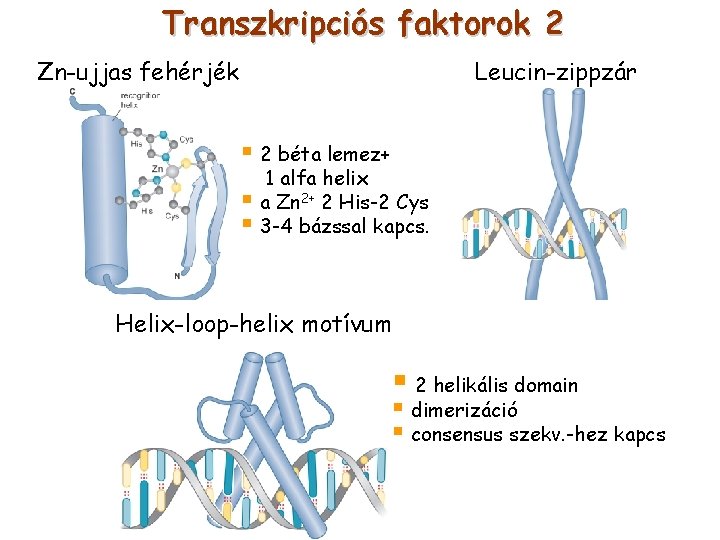 Transzkripciós faktorok 2 Zn-ujjas fehérjék Leucin-zippzár § 2 béta lemez+ 1 alfa helix §
