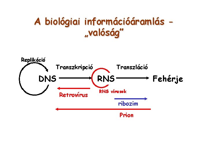 A biológiai információáramlás „valóság” Replikáció Transzkripció DNS Transzláció RNS Retrovírus Fehérje RNS vírusok ribozim