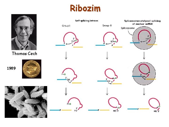 Ribozim Thomas Cech 1989 