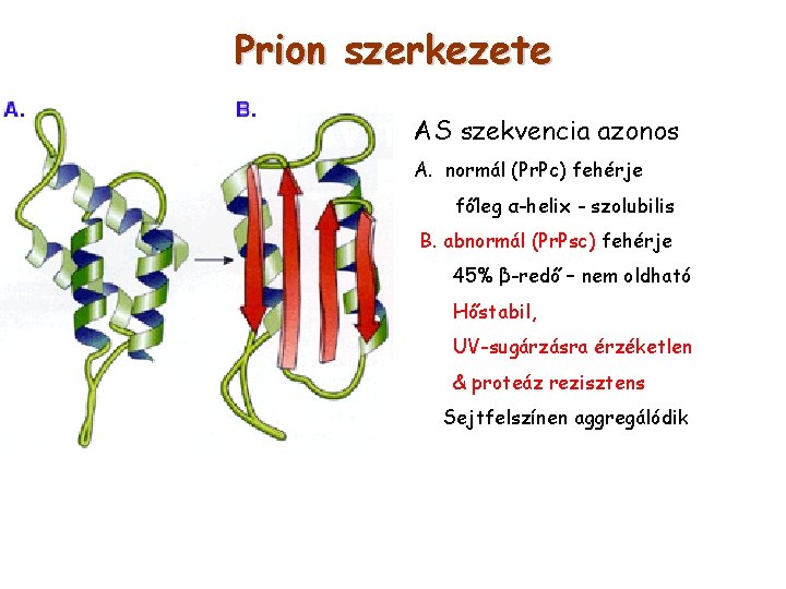 Prion szerkezete AS szekvencia azonos A. normál (Pr. Pc) fehérje főleg α-helix - szolubilis