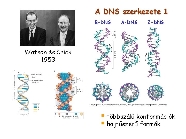 A DNS szerkezete 1 B-DNS A-DNS Z-DNS Watson és Crick 1953 § többszálú konformációk