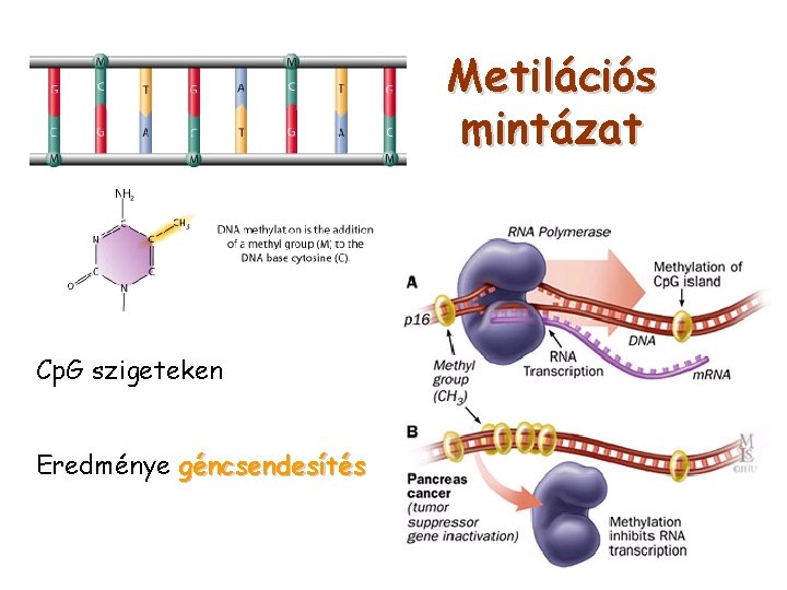 Metilációs mintázat Cp. G szigeteken Eredménye géncsendesítés 